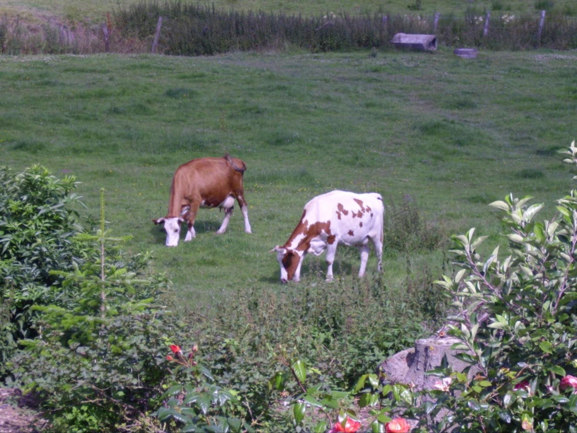 Willekes Blütenhof Madfeld Exterior foto