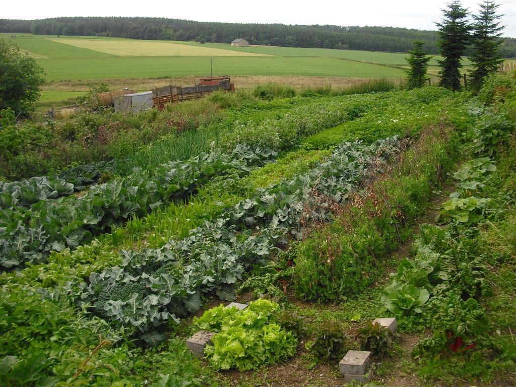 Willekes Blütenhof Madfeld Exterior foto